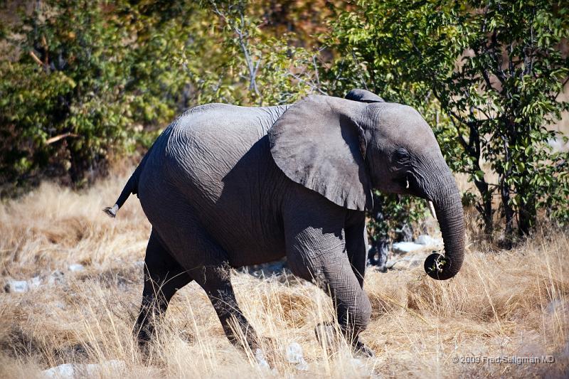 20090610_140011 D3 X1.jpg - Etosha National Park